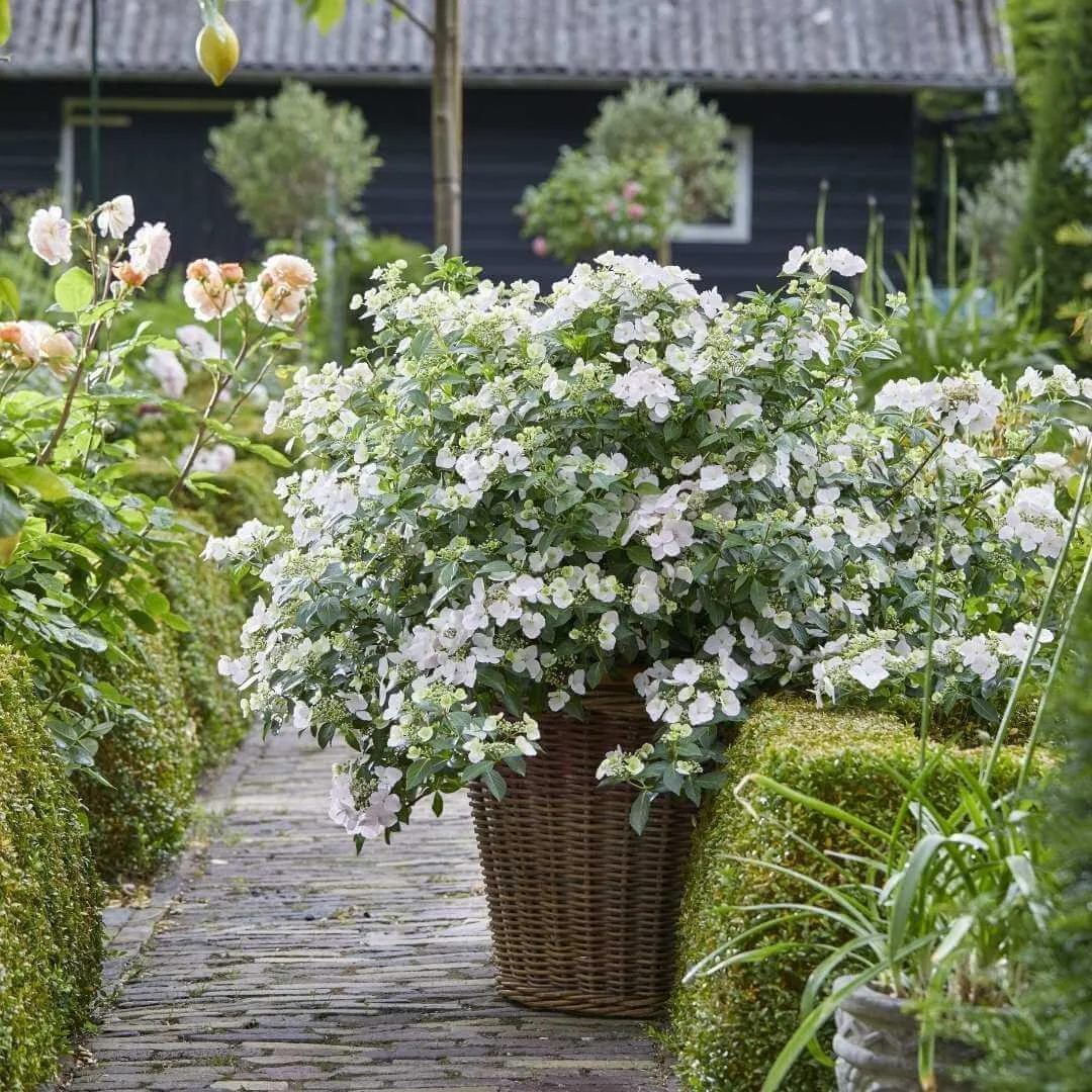 Fairytrail Bride hydrangea in a container with white flowers on a stone path lined with perennials in front of a house