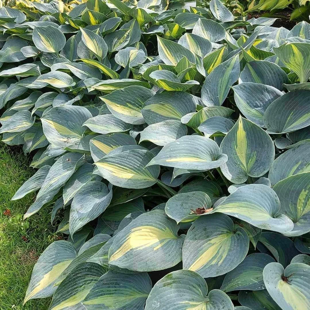 hosta shade plants growing in garden border next to lawn