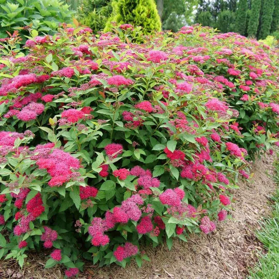 non invasive japanese spirea variety double play doozie subs with pink flowers green leaves in garden bed with edging, lawn, arborvitae in background