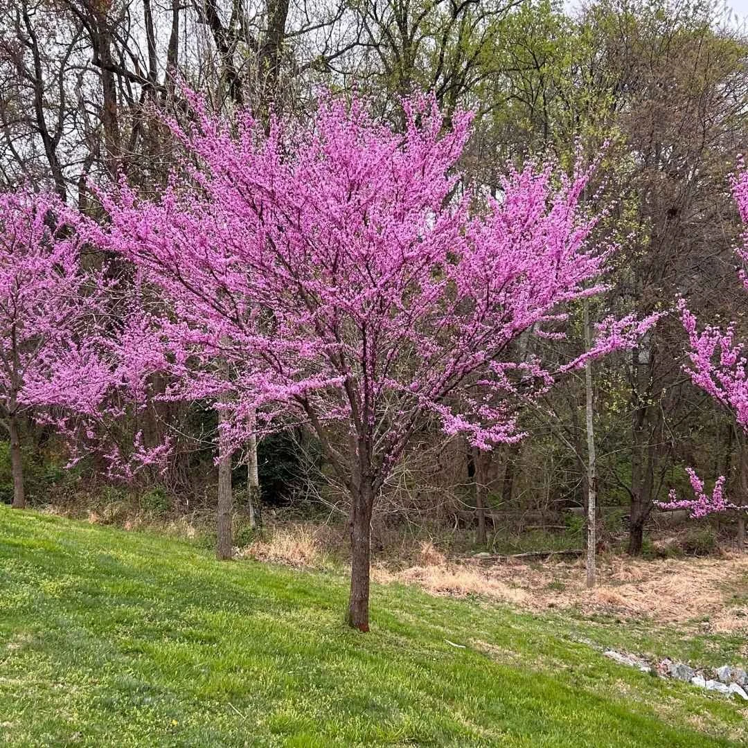 butterfly host plant tree with pink flowers in outdoor landscape eastern redbud