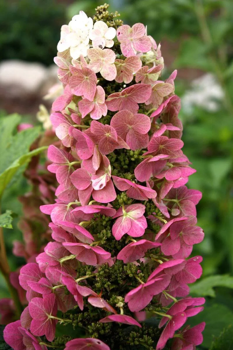 Closeup of pink Jet Stream oakleaf hydrangea flower