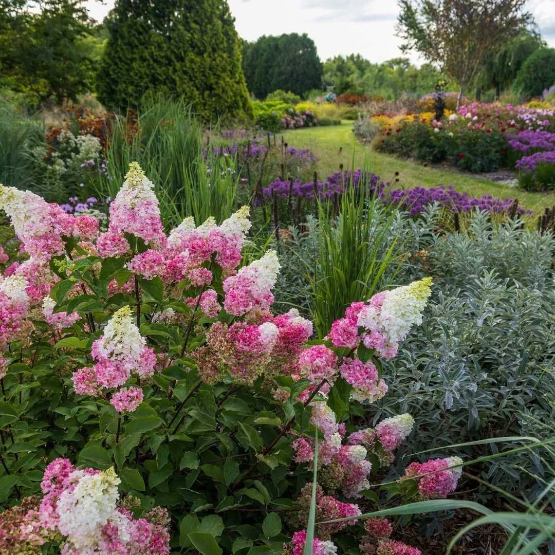 Vanilla Strawberry panicle hydrangea in full bloom in a garden landscape with flowering plants, trees and lawn in background