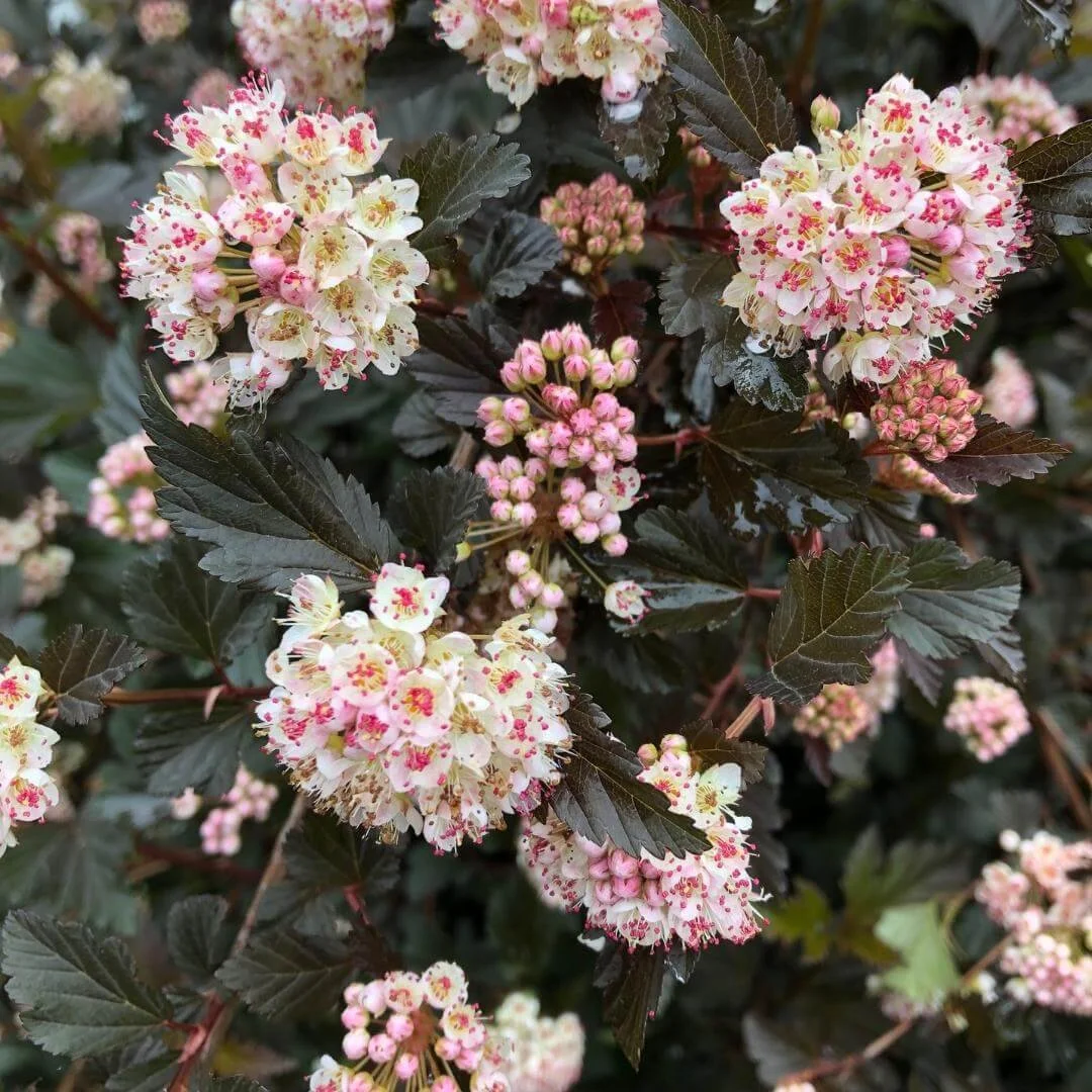 Closeup of Diabolo ninebark pink and white flower clusters against deep purple foliage