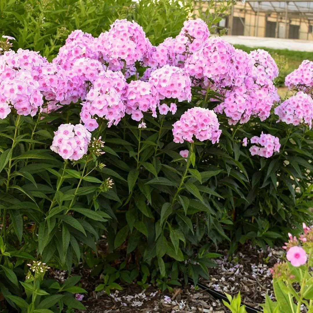tall garden phlox perennial plant with pink flowers growing in garden bed with greenhouse behind
