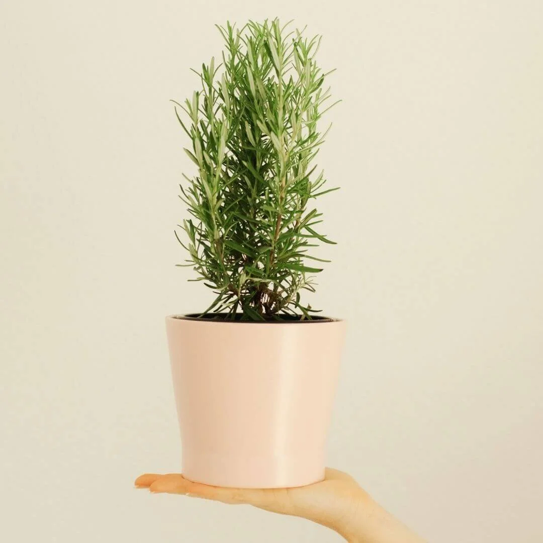 Hand holding a potted rosemary plant indoors against a plain background.