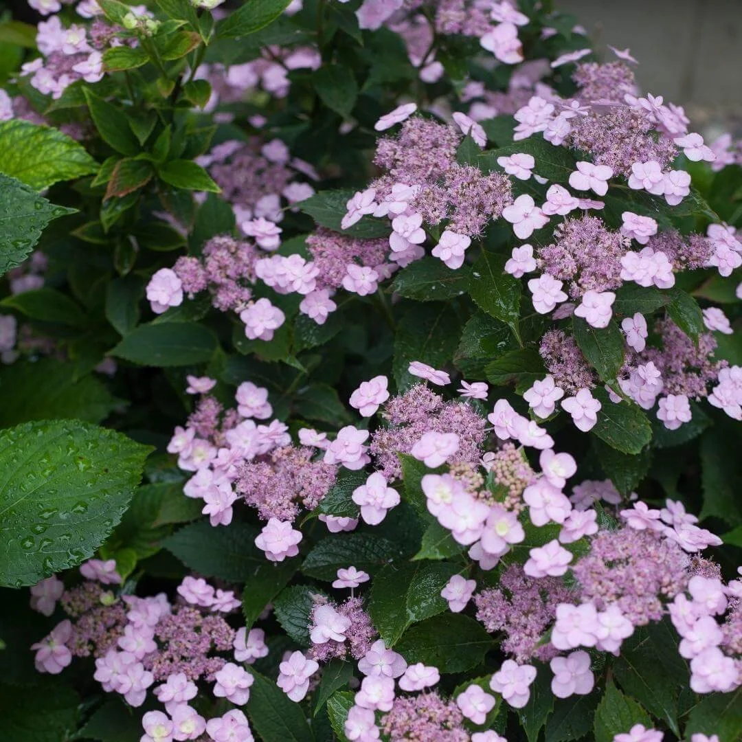 Closeup of Tiny Tuff Stuff mountain hydrangea blue lacecap flowers and green leaves