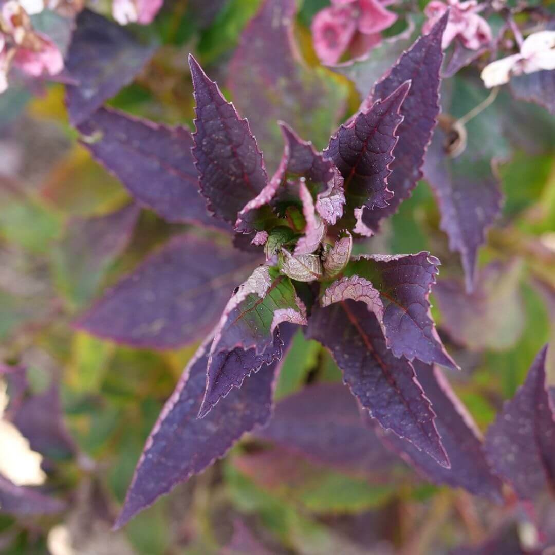 Closeup of Tuff Stuff Top Fun mountain hydrangea leaves in fall showing deep burgundy red fall color
