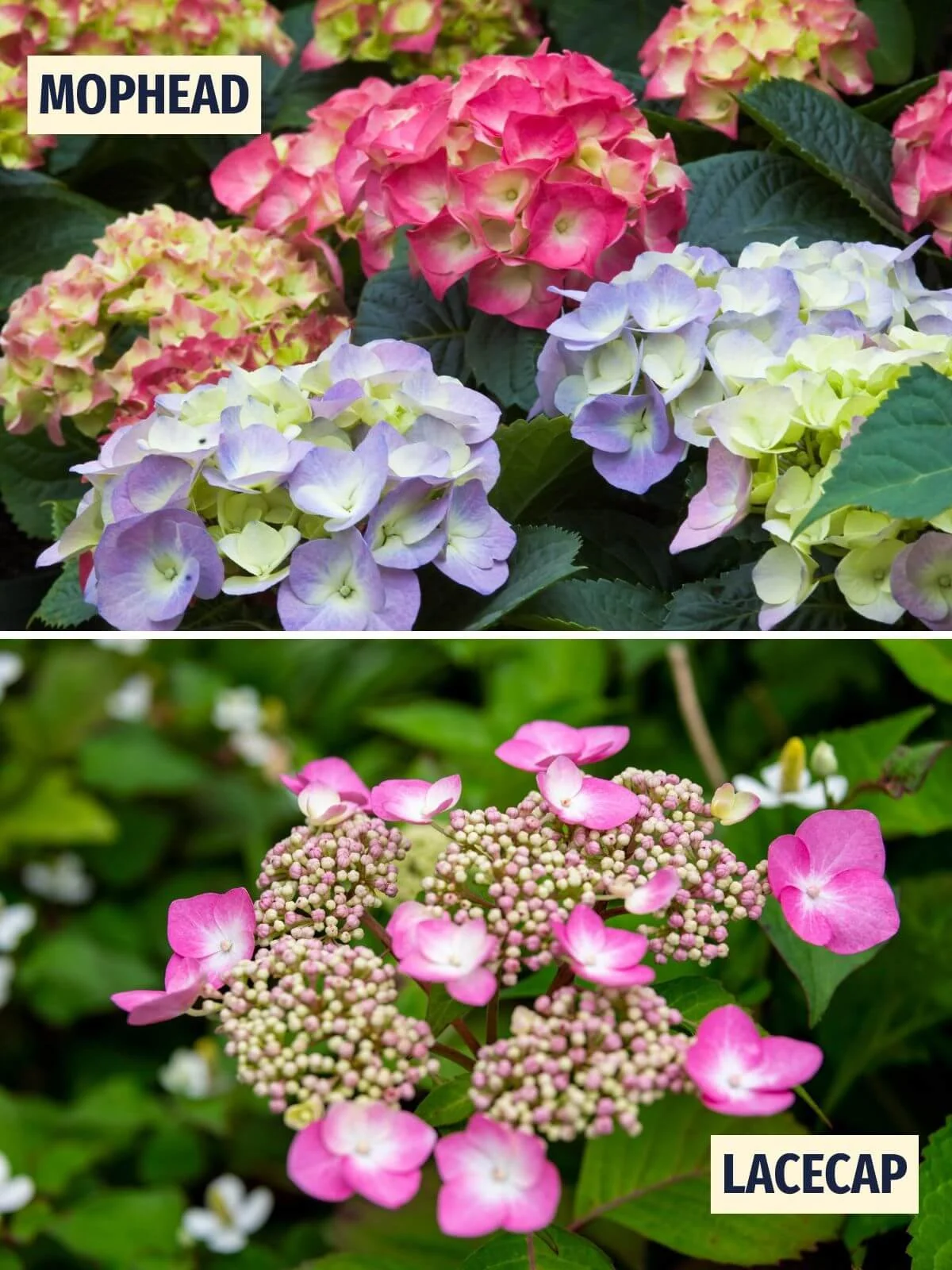 Side-by-side comparison of mophead and lacecap bigleaf hydrangea flowers
