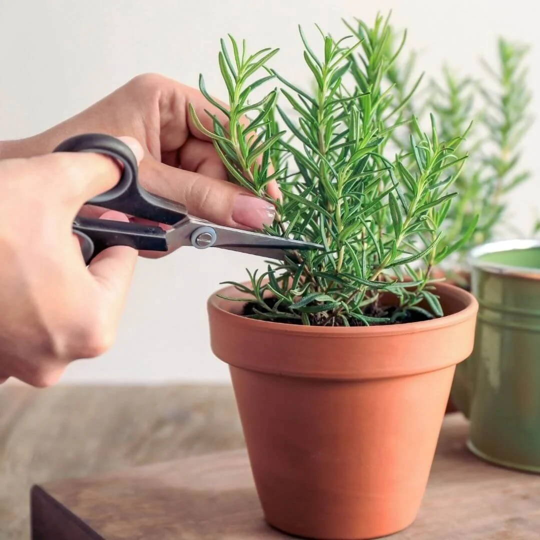 Hands using scissors to snip a sprig from a potted rosemary plant indoors.