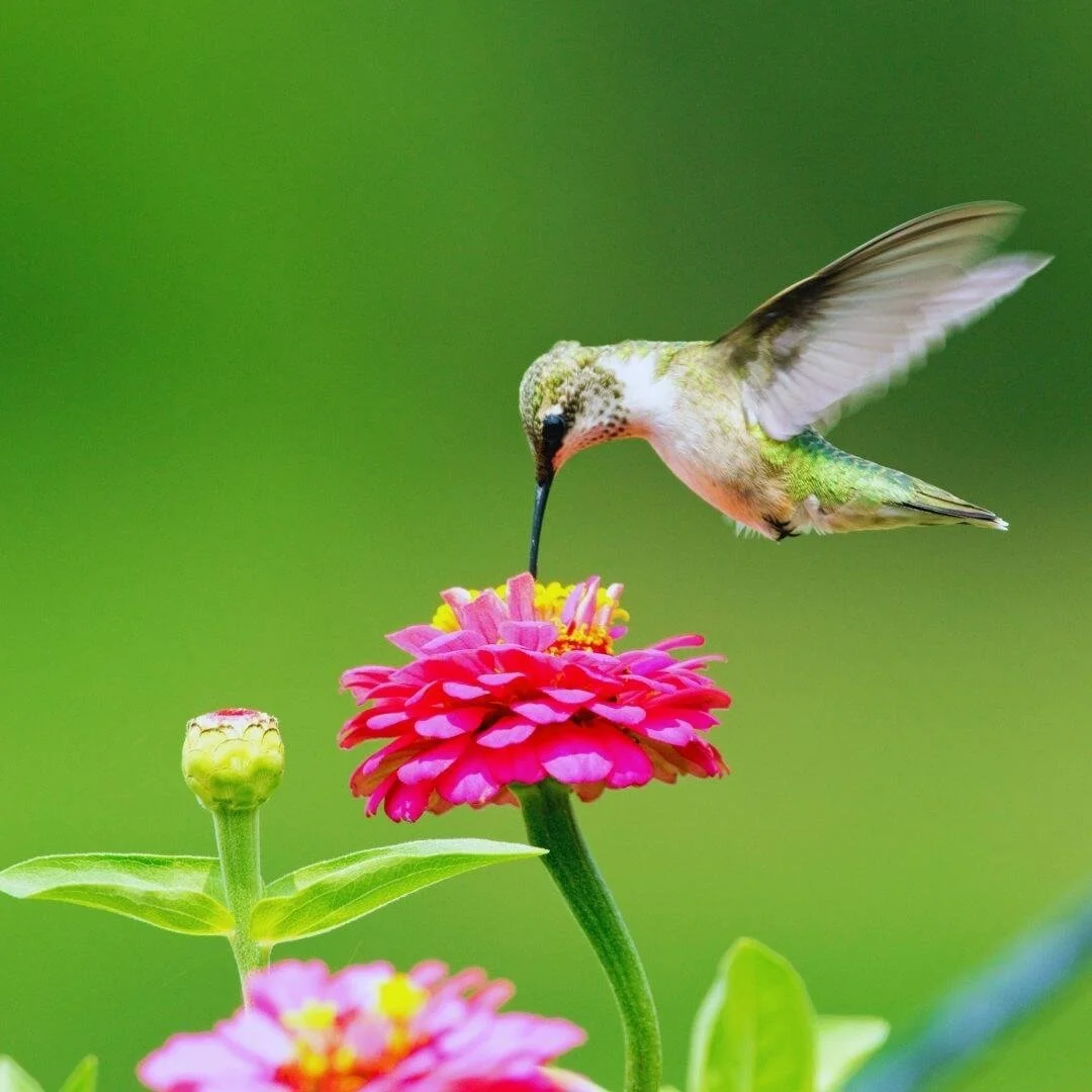 closeup of hummingbird feeding on pink zinnia flower in hummingbird garden.