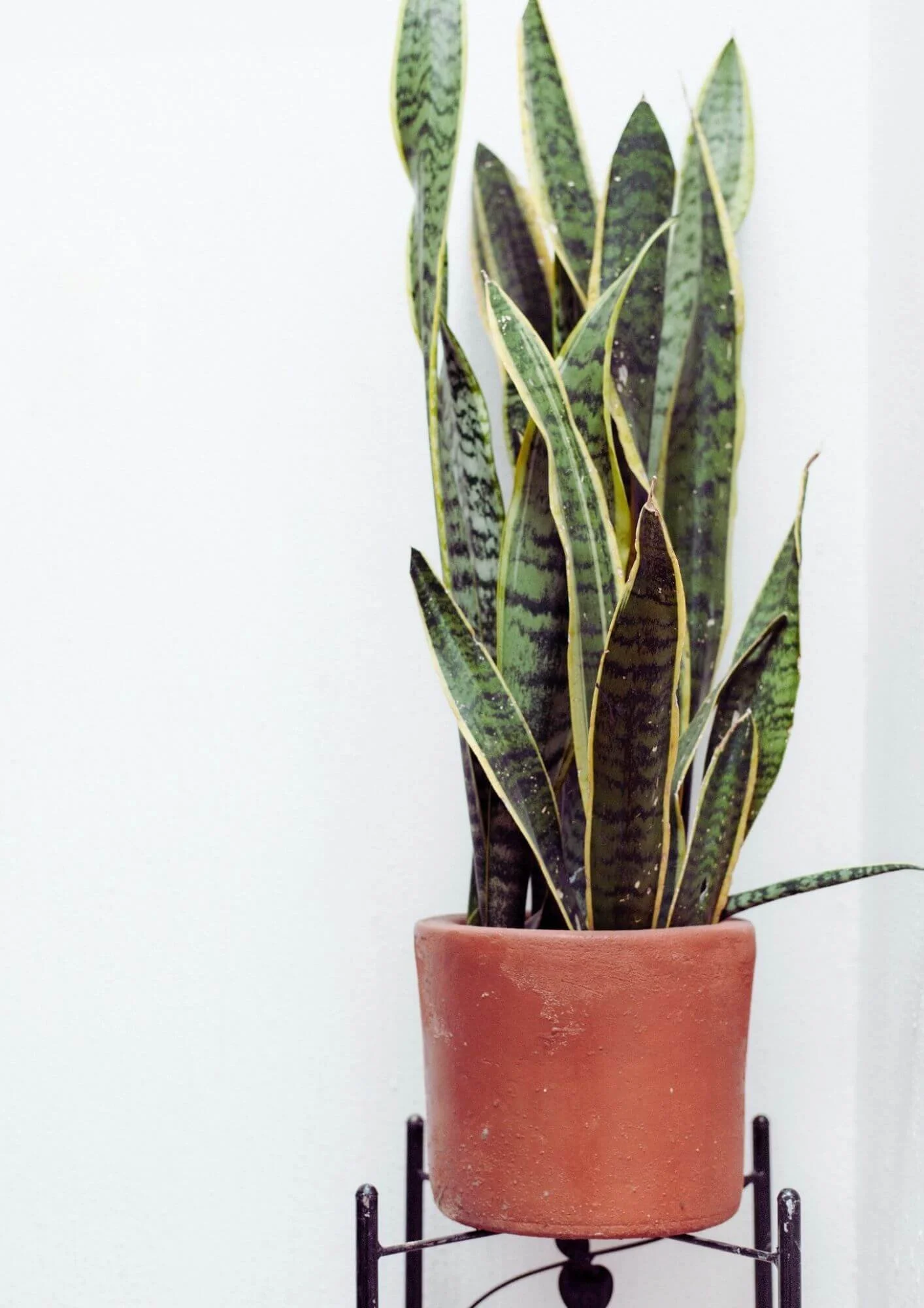 Tall snake plant in a modern terracotta planter on a plant stand