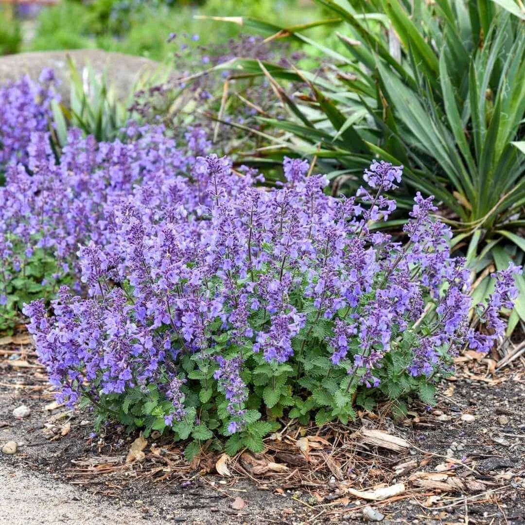 Catwalk Queen catmint (Nepeta) with lavender blue flowers growing at the front of a garden border
