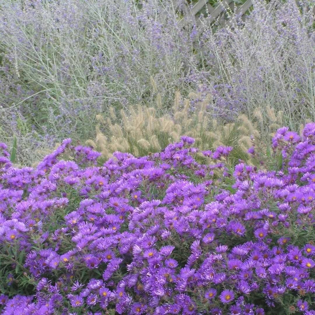New England aster purple flowers growing in garden with grasses and Russian sage lattice fence behind