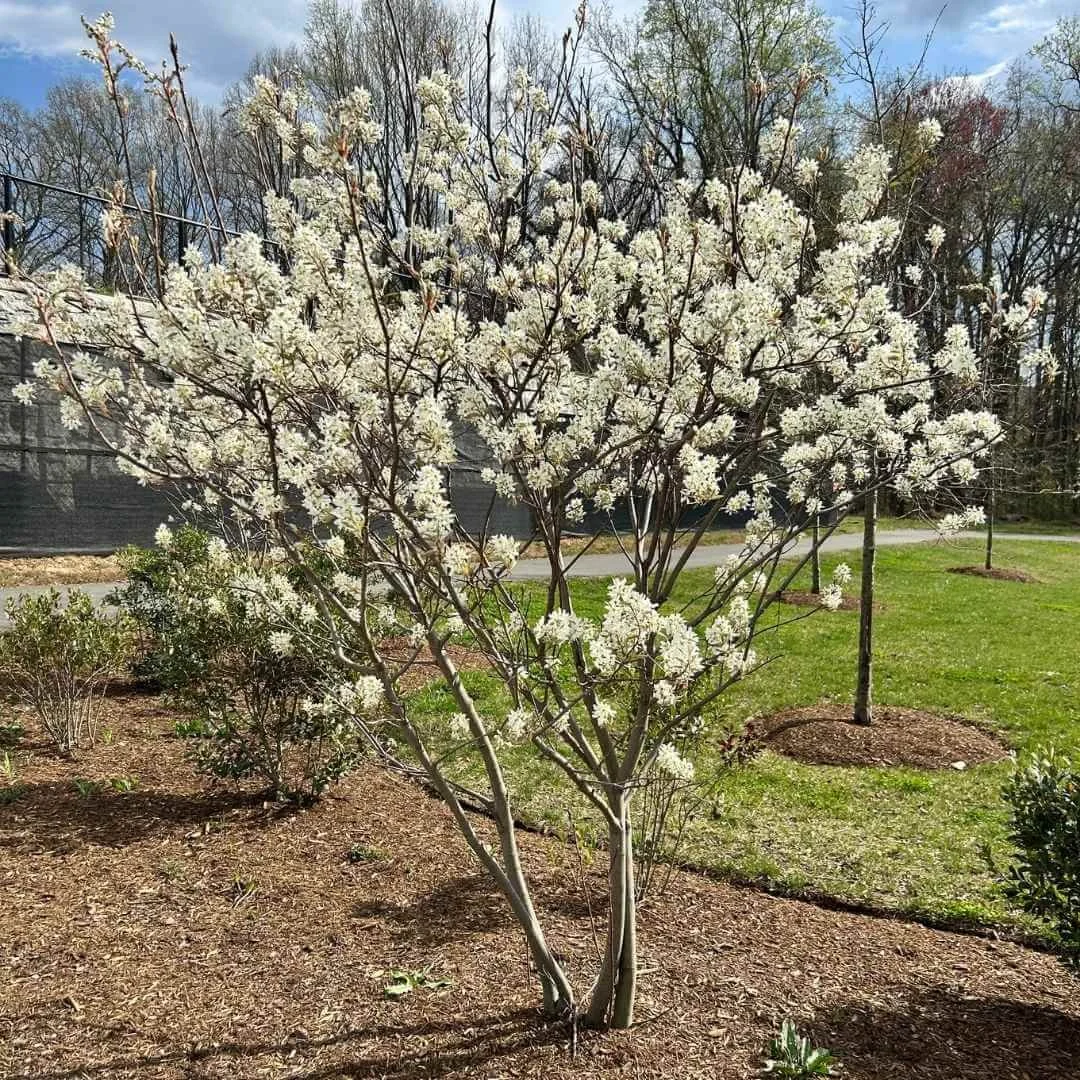 Prince William serviceberry tree covered in white spring flowers