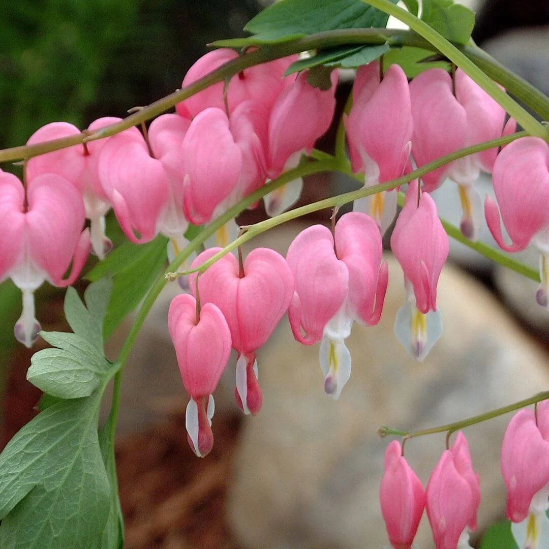 Closeup of bleeding heart flowers in red and white, a reliable deer resistant perennial for shade gardens