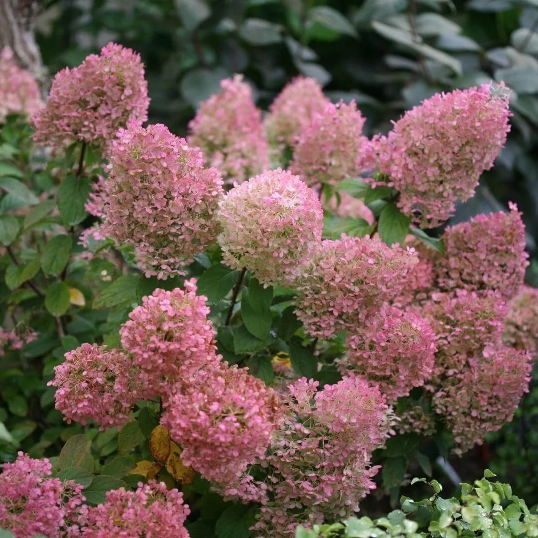 Closeup of Bobo panicle hydrangea with pink flowers