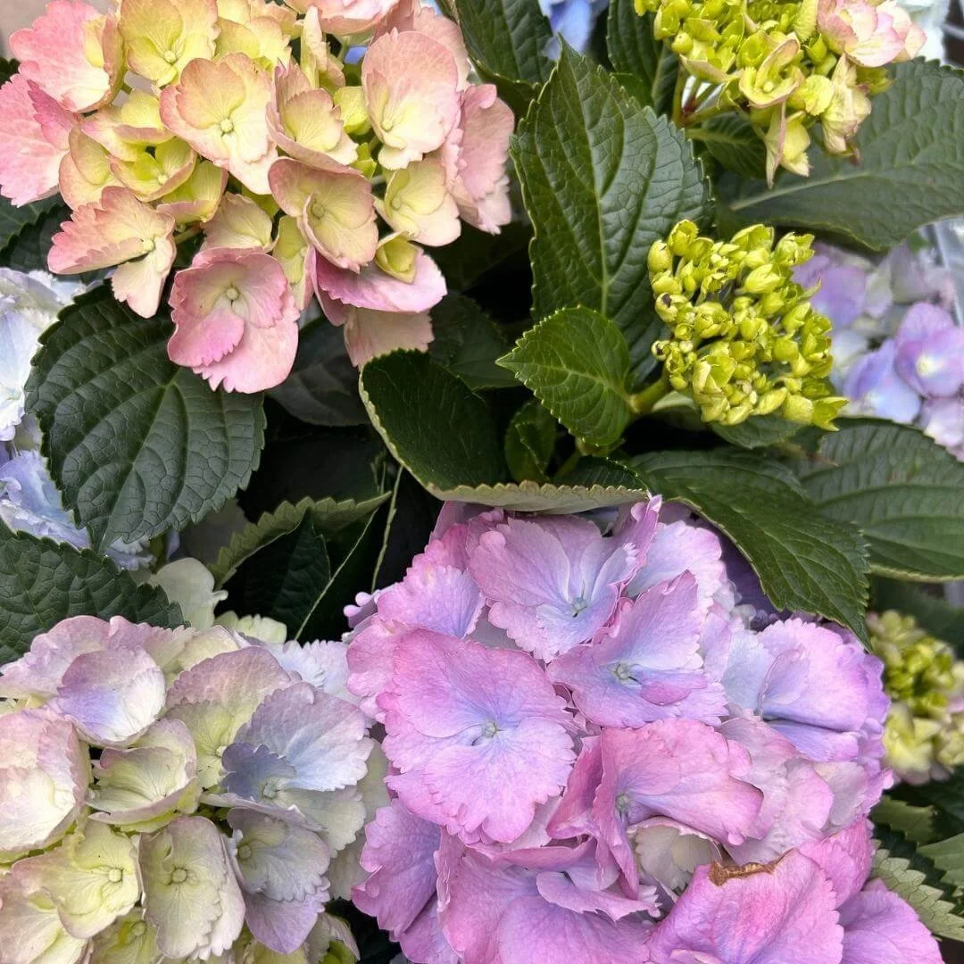Close-up of Mathilda Gutges bigleaf hydrangea flowers in shades of blue, pink, purple, and mauve