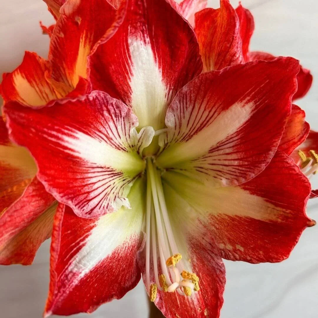 Close-up of a red and white amaryllis flower