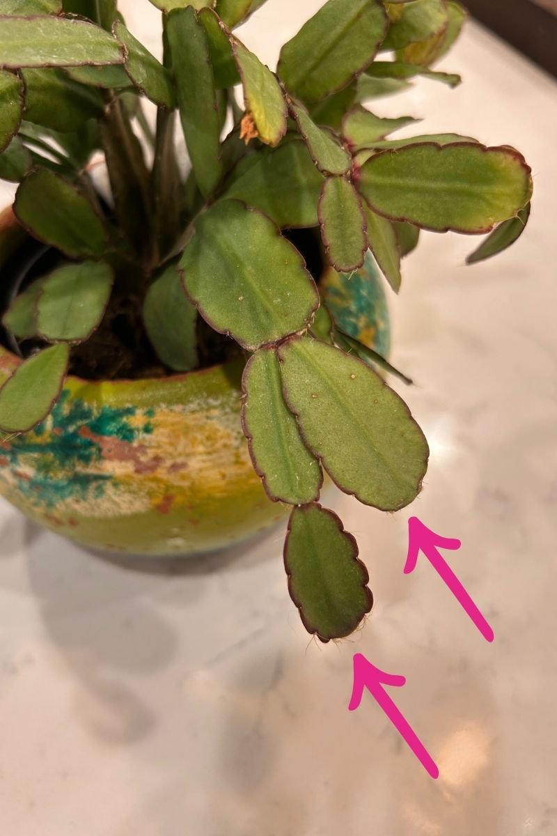 Easter cactus stem segments with arrows pointing to the rounded, smooth edges