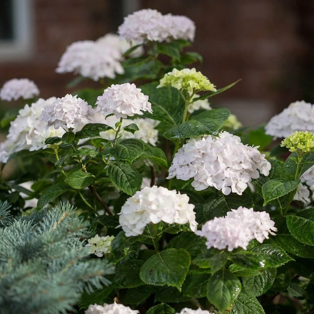 Close-up of white Blushing Bride bigleaf hydrangea mophead flowers