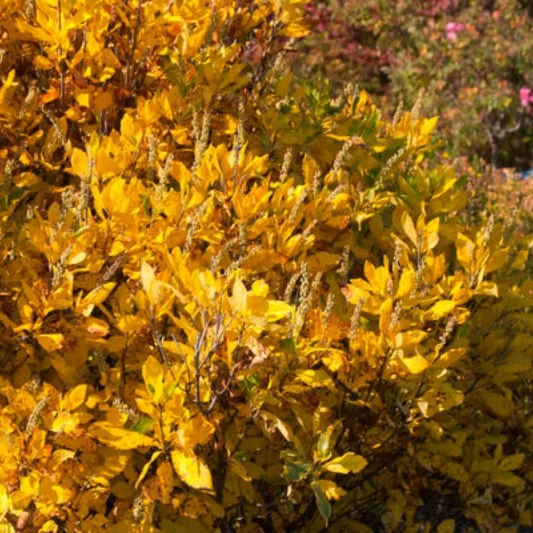 ruby spice summersweet golden yellow fall color