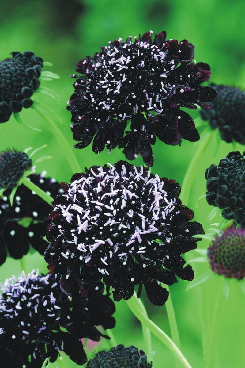 Deep burgundy-black Scabiosa Black Knight pincushion flowers blooming in a sunny garden