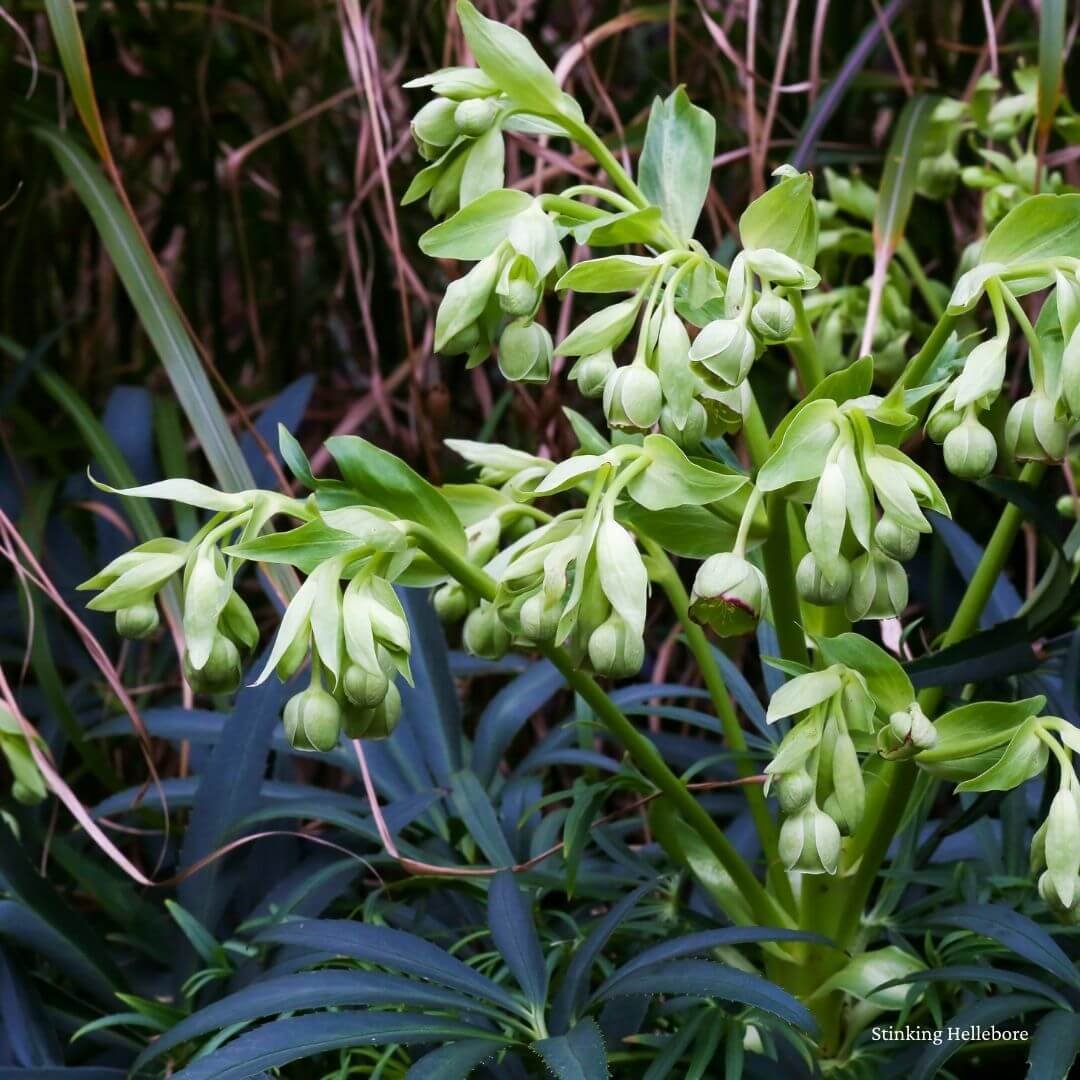 stinking hellebore shade plant flowers leaves closeup