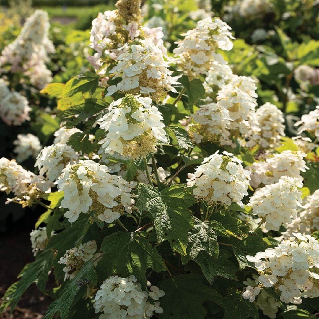 Autumn Reprise oakleaf hydrangea shrub covered in white flowers