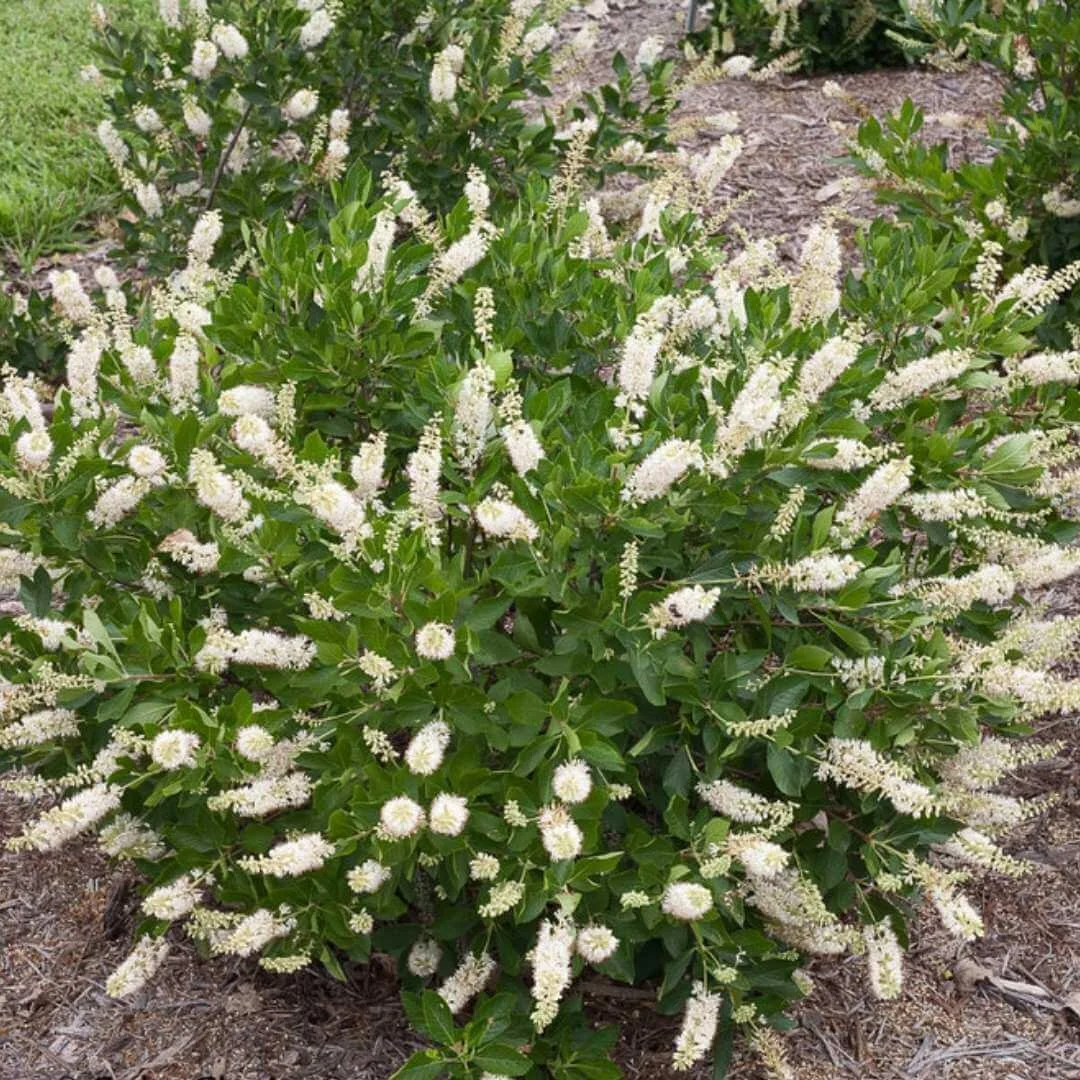 Vanilla Spice summersweet shrub in bloom in a mulched garden bed next to a lawn