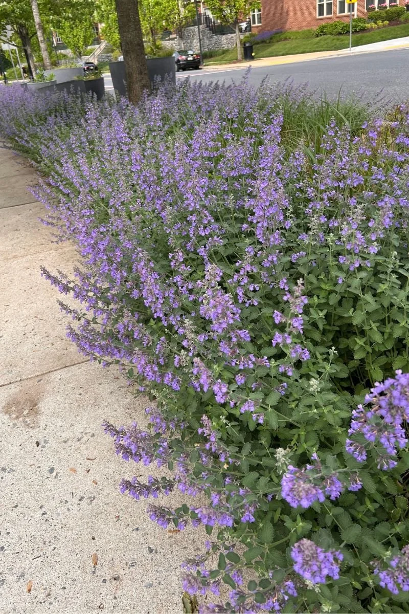 A mass planting of catmint softens the hard edges of this urban sidewalk.