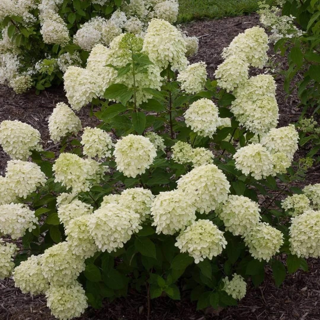 Little Lime panicle hydrangea shrub covered with white flowers and green leaves in a landscape setting