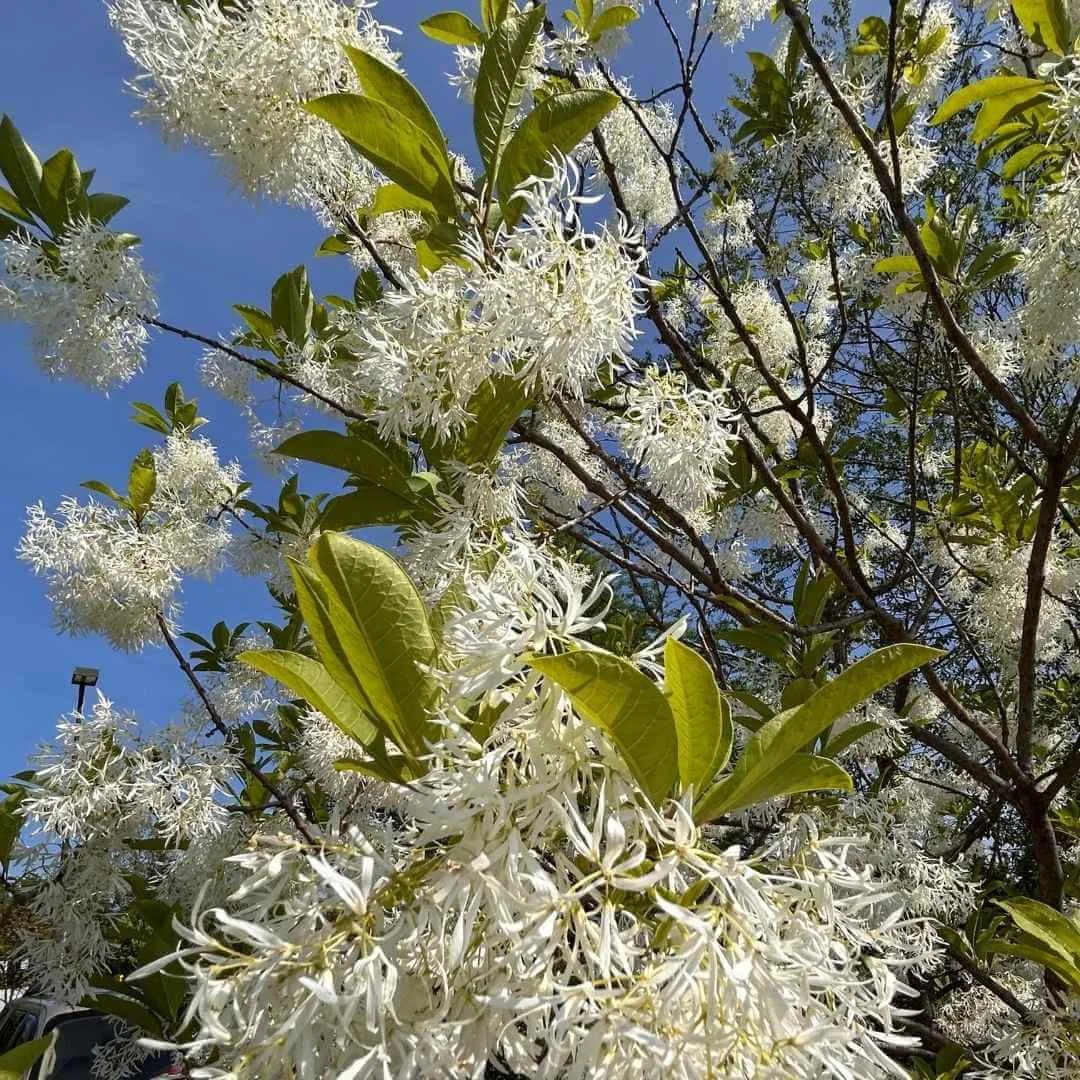 white fringetree grancy graybeard branches flowers leaves against blue sky