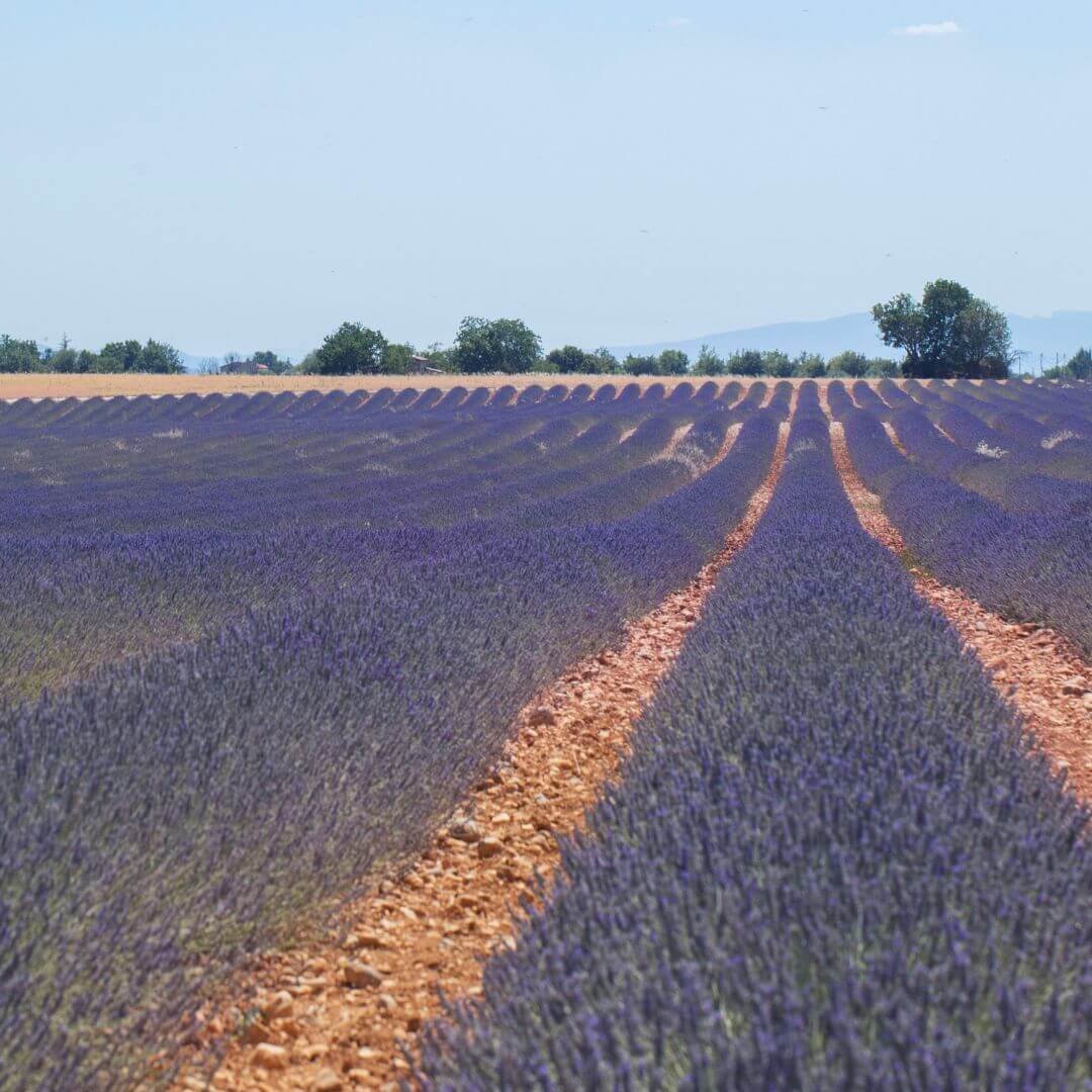 Rows of lavender growing in a field in Provence with rocky soil and hills in the background