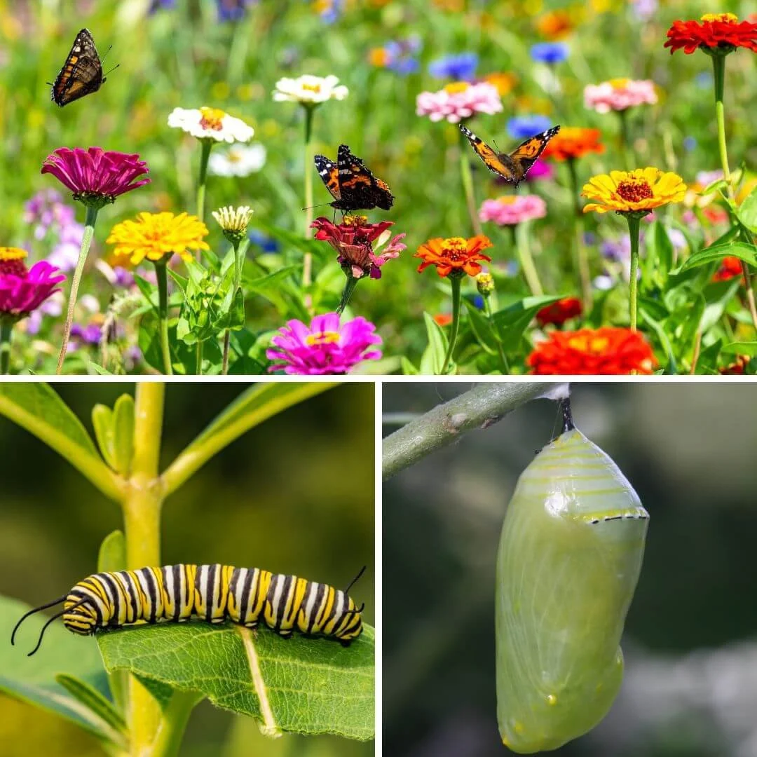 butterflies in garden on zinnia flowers, caterpillar on leaf, chrysalis hanging from plant stem