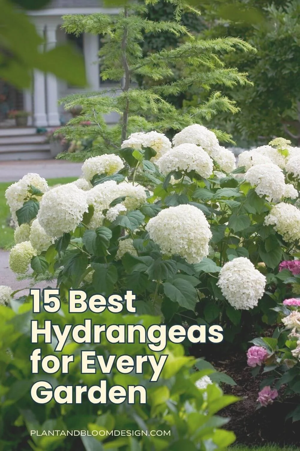 Pinterest pin showing Incrediball smooth hydrangea with large white flowers in a front yard garden with text overlay reading 15 Best Hydrangeas for Every Garden