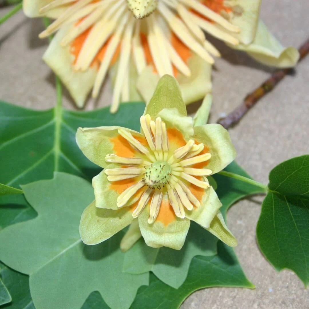 closeup of flowers, leaves and branch of Little volunteer tulip poplar, a tree that attracts hummingbirds