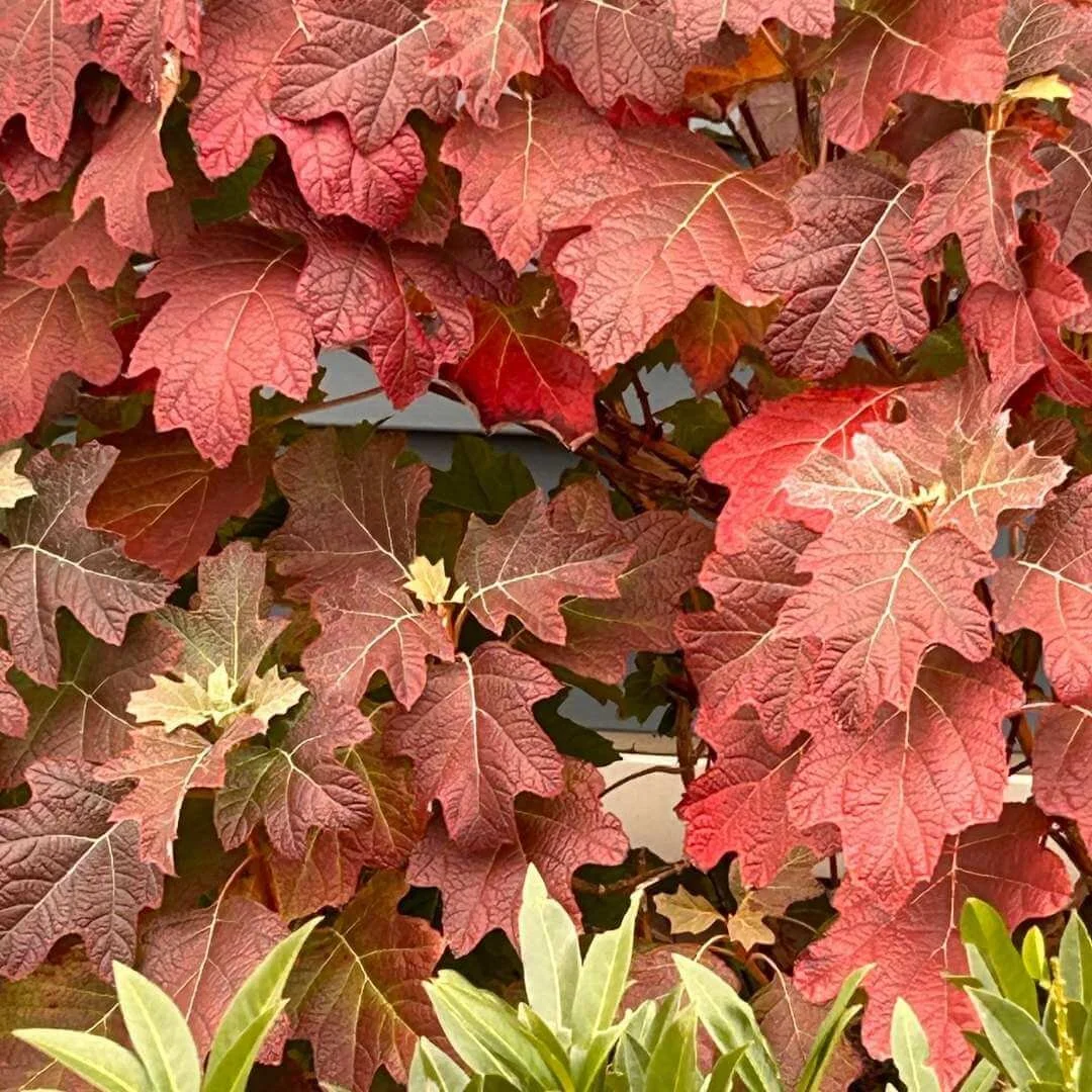 Closeup of oakleaf hydrangea leaves with deep red fall color