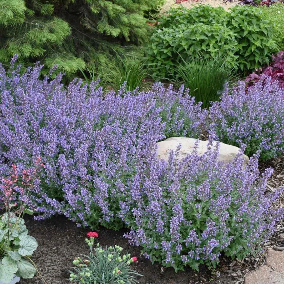 cat's meow variety of catmint growing in front of garden border around landscaping rock