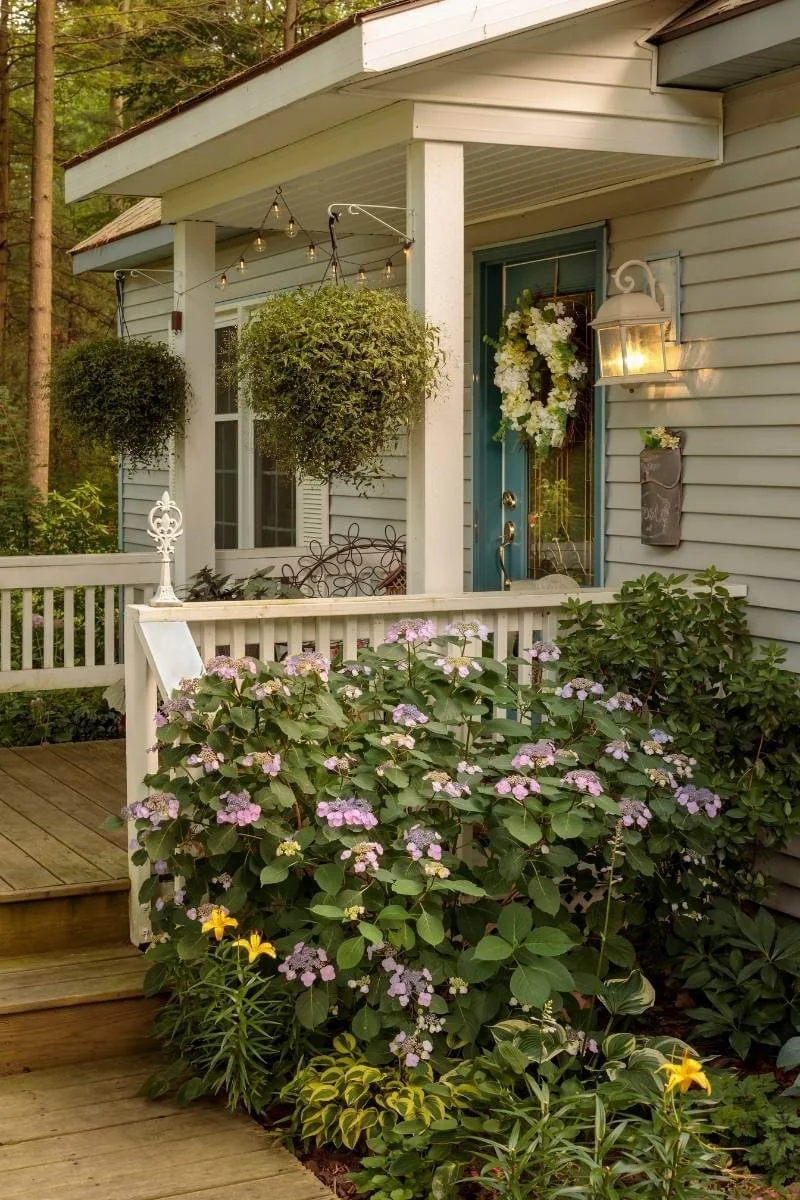 Tuff Stuff mountain hydrangea planted as a foundation planting next to a front porch entry