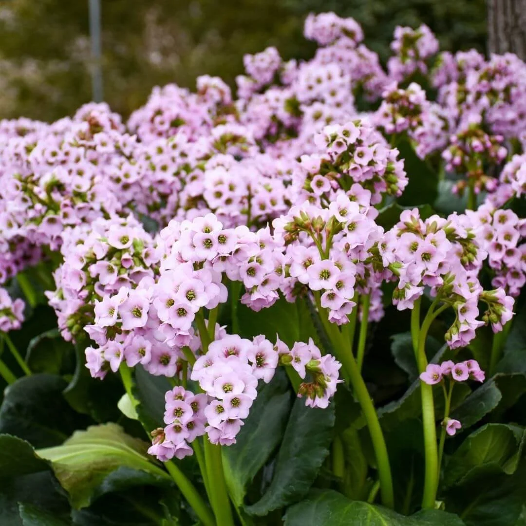 bergenia shade plant closeup pink flowers green stems green leaves