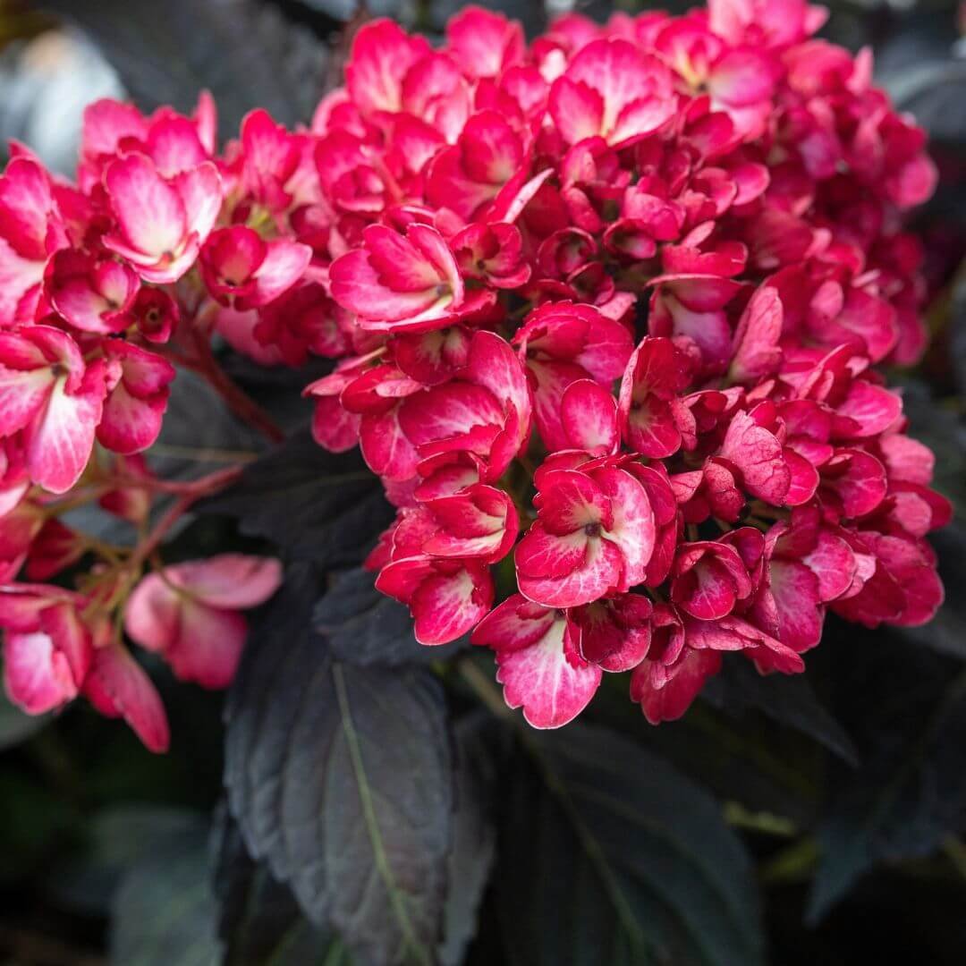 closeup of cranberry pink flowers of eclipse hydrangea and dark leaves