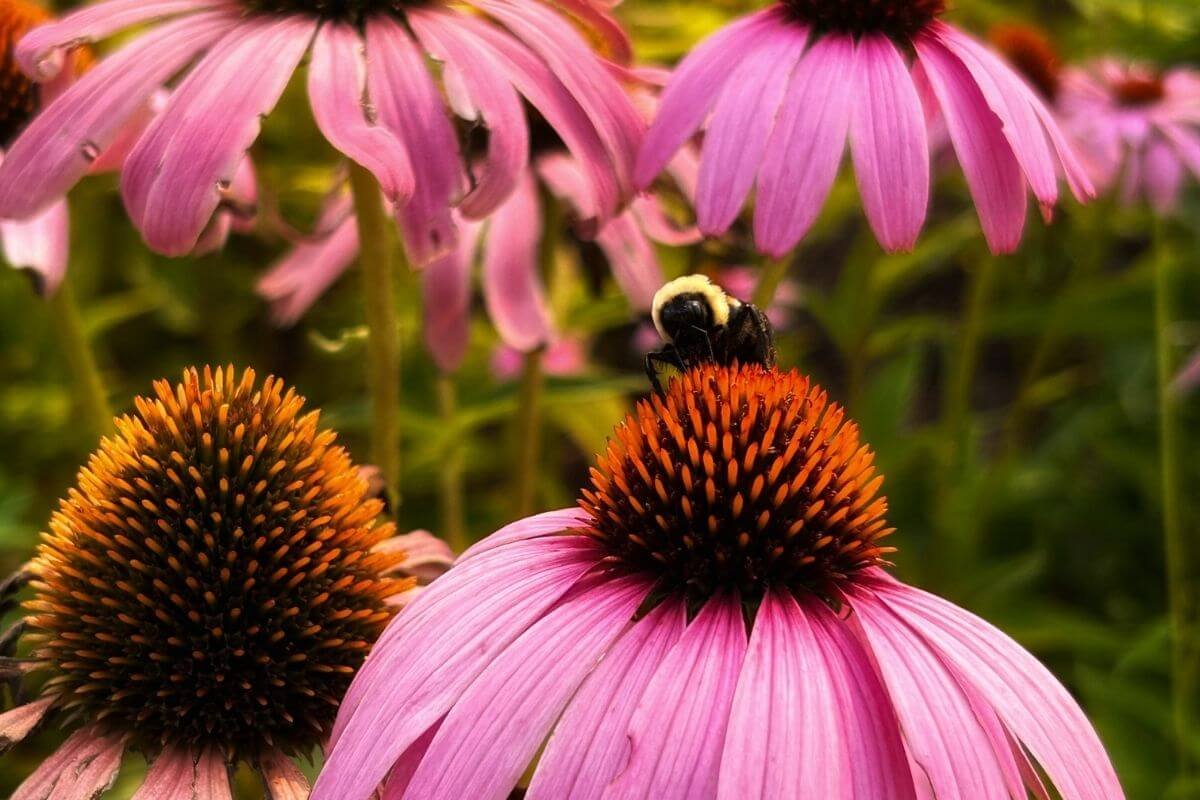 Honey bee on purple echinacea coneflower in pollinator garden, supporting pollinator conservation