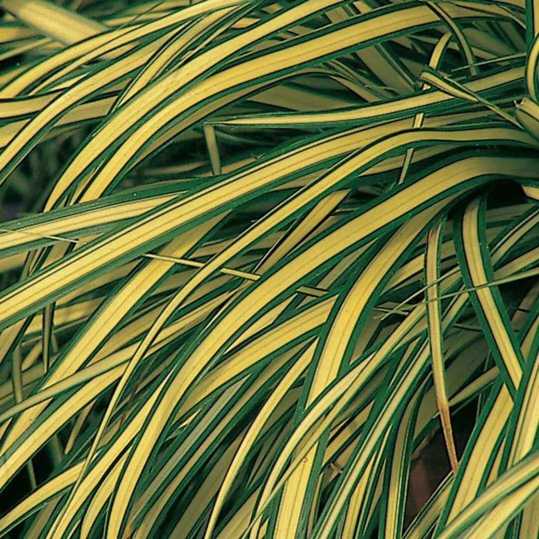 closeup evergold sedge plant