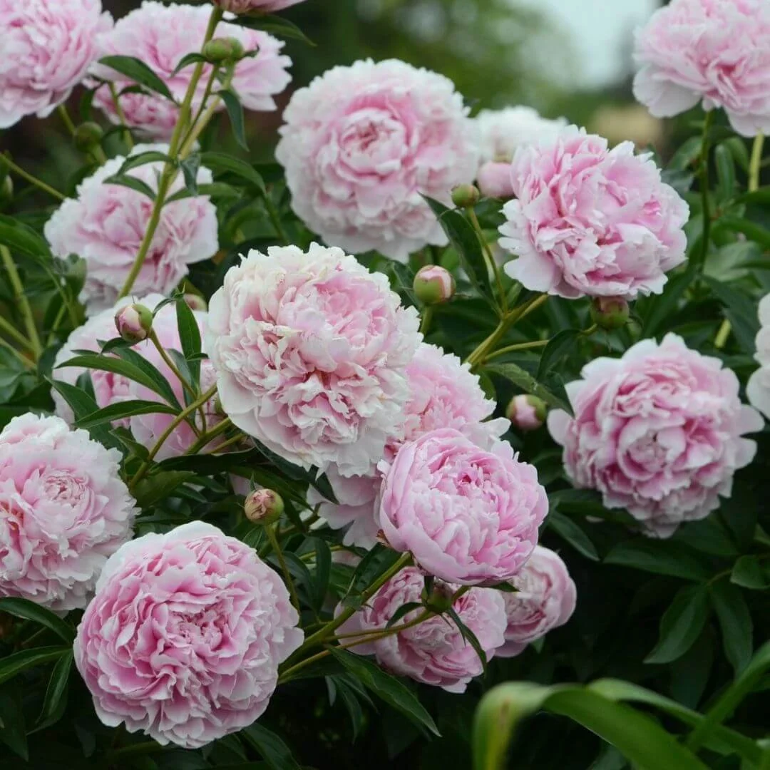 closeup of pink flowers of Sarah Bernhardt peony