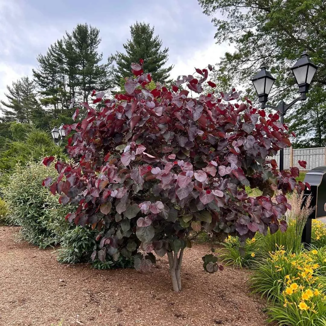 Merlot redbud tree showing deep burgundy foliage