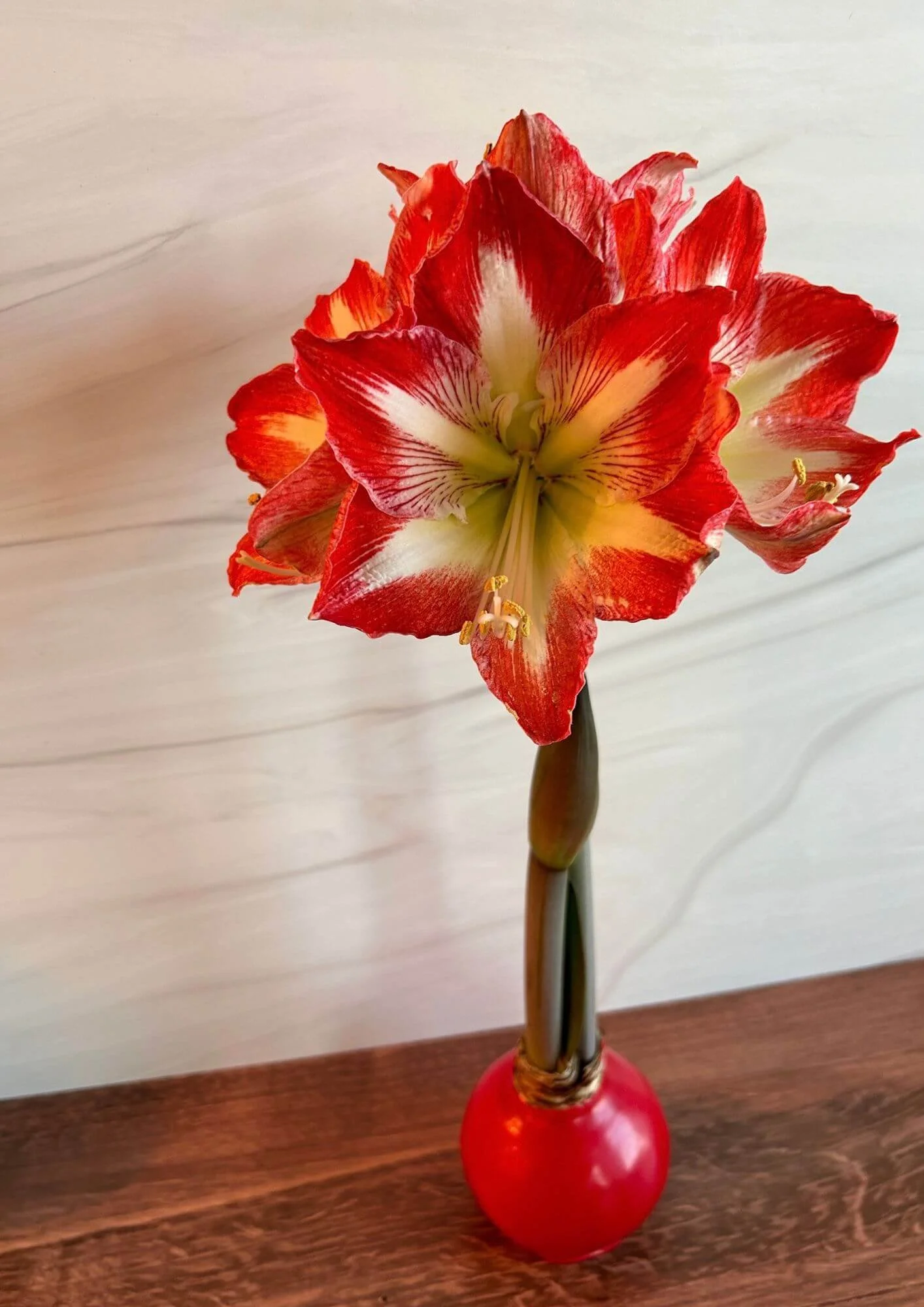 Amaryllis with red and white flowers blooming from a bulb coated in red wax