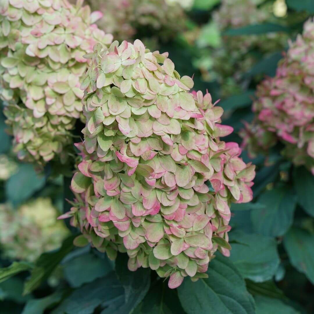 Closeup of Limelight Prime panicle hydrangea flower head in lime green and pink with green leaves