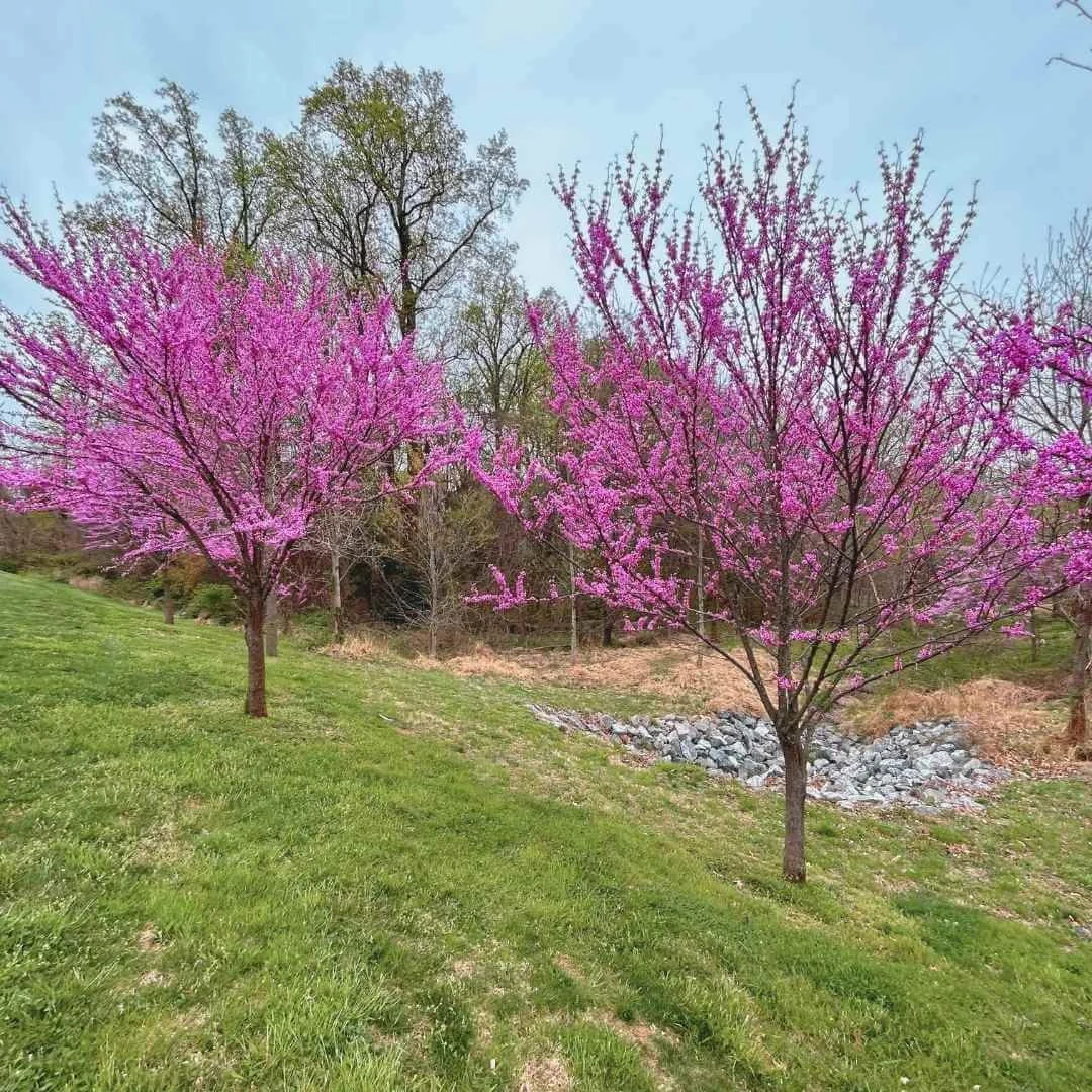 Two flowering eastern redbud trees with rose purple blooms on a green lawn