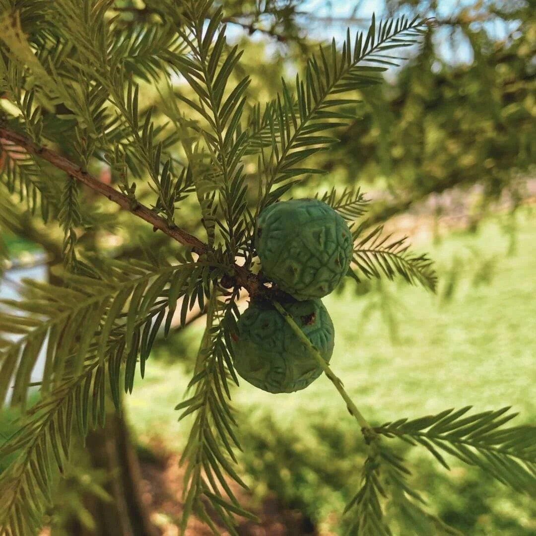 Closeup of bald cypress cones and green needles