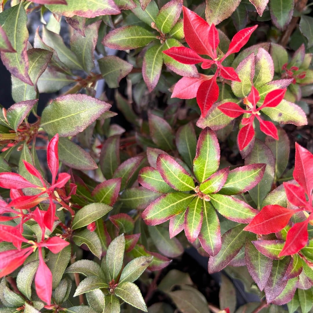 Japanese Andromeda — Plant and Bloom Design Studio